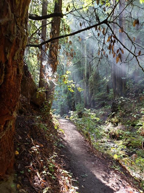 homemoviestueb|Forest of Nisene Marks State Park .